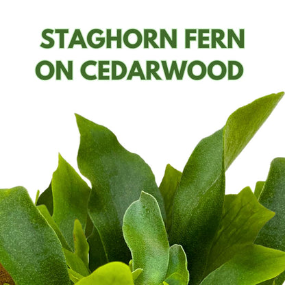 BubbleBlooms Staghorn Fern Plaque, Elkhorn Fern on Cedar Wood Sculpture, Mounted with Moss