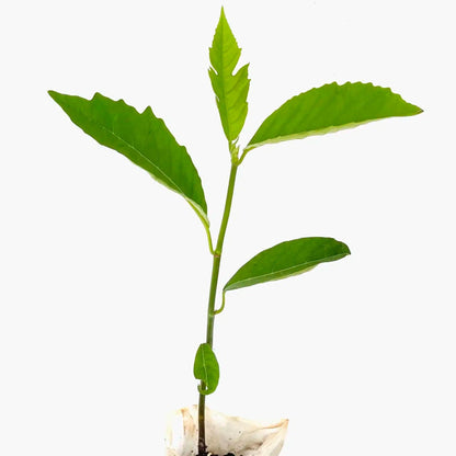 Live Plant - Breadfruit (Artocarpus camansi) Tropical Live Fruit Tree 2’-3’ feet