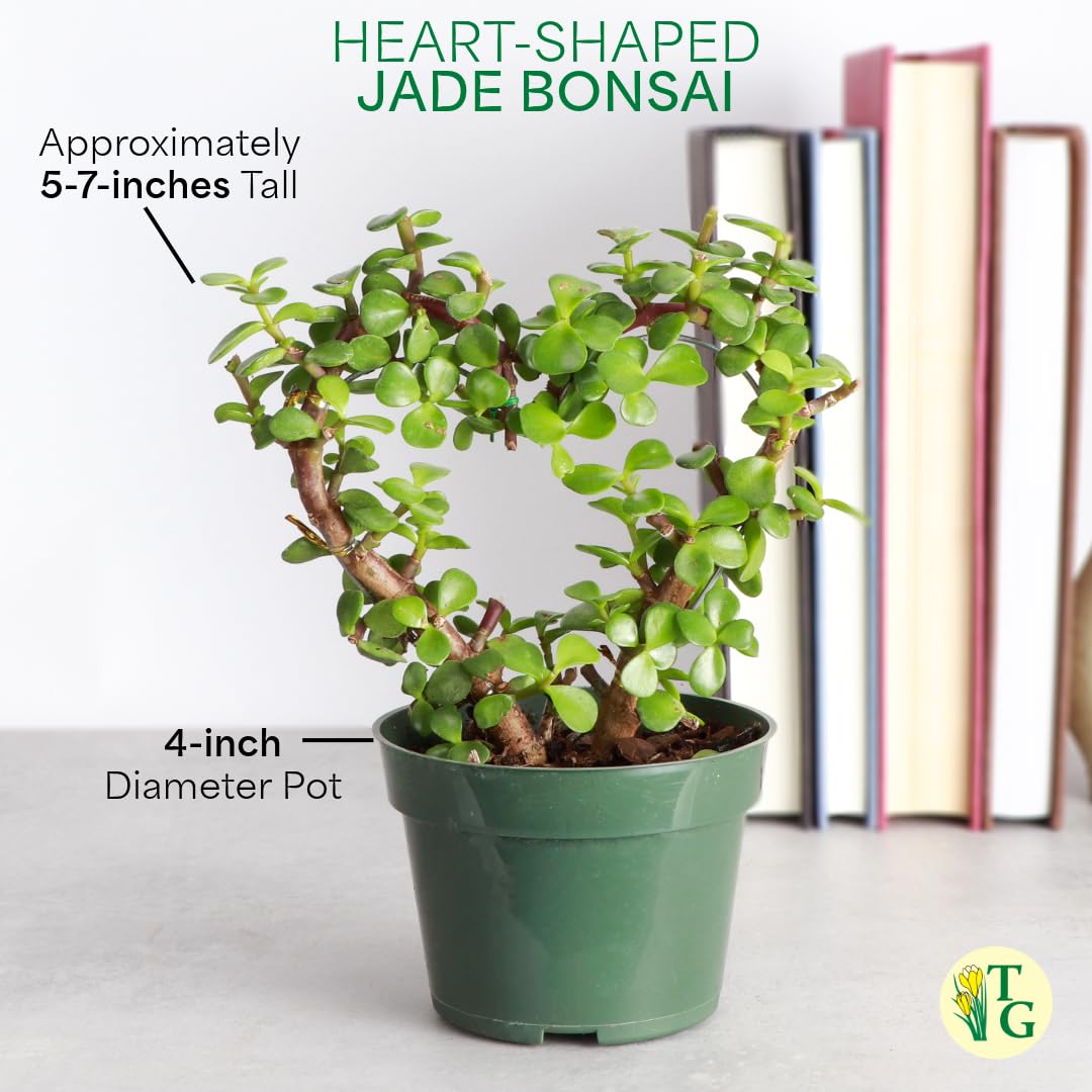 Thorsen's Greenhouse, Heart-Shaped Jade Bonsai Plant, Live Indoor Plant, Gift, Succulent Plant, 4-inch Diameter Pot (Nursery Pot)