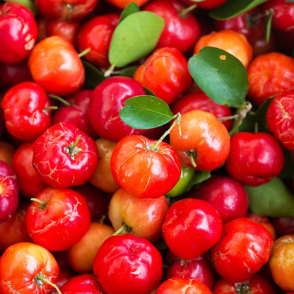 Cherry Tree Live Plant, Sweet Cherries Fruit Tree 4-8'' Tall, Tropical Fruit Trees for Planting Outdoor (Barbados Cherry Tree)
