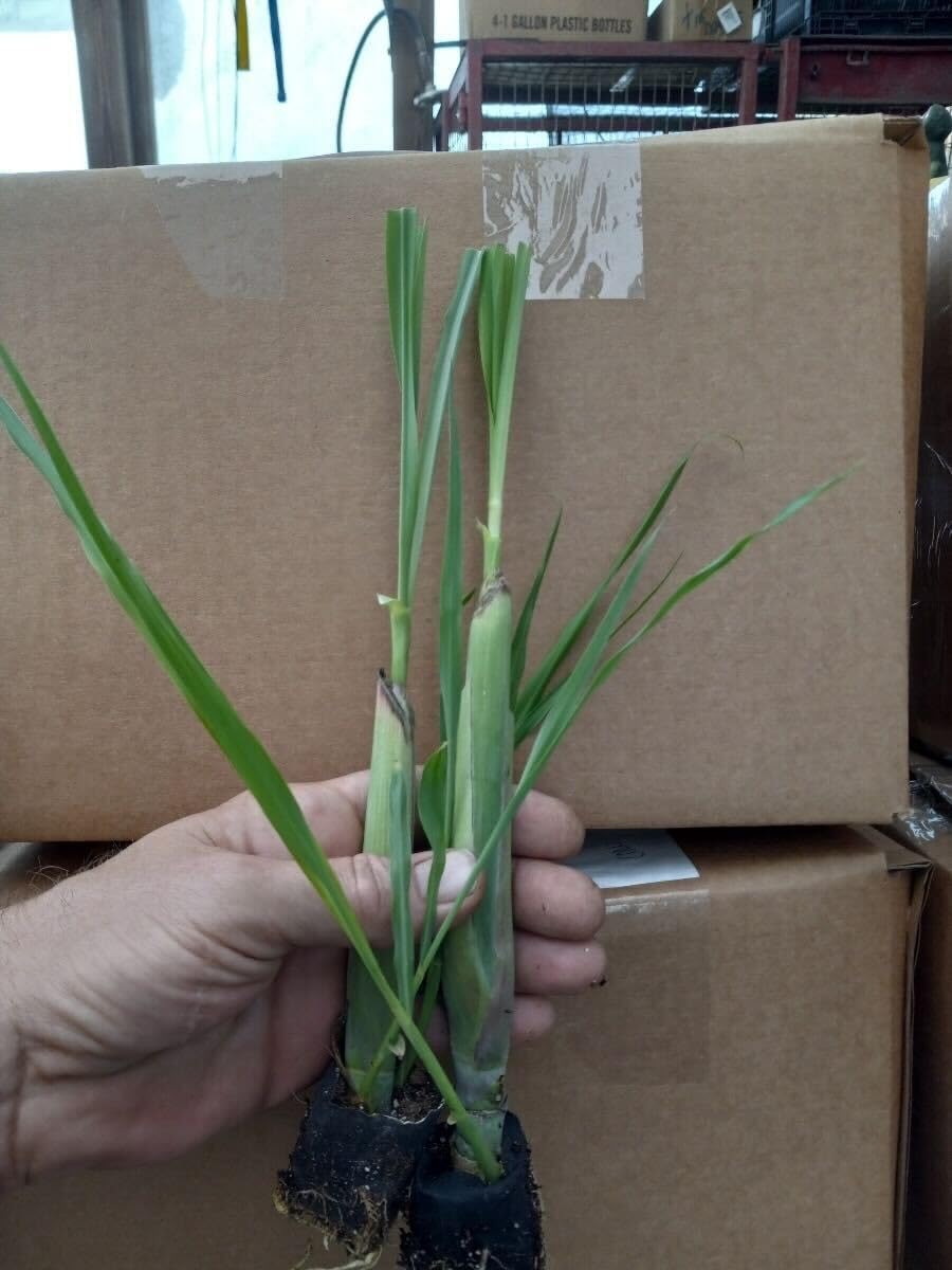 7 Lemon Grass Plants Live Outdoor, No Pot, Well-Rooted 4-8" Tall Lemon Grasses Live Plant for Outside, Starter Lemongrass Plant Indoor Outdoor Planting