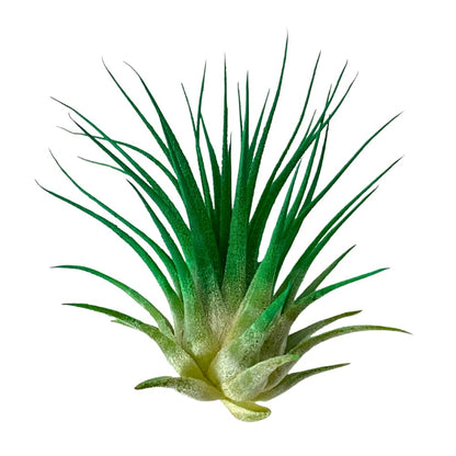 Christmas Air Plants, Set of 3, Ionantha Guatemala Tillandsia Holiday Plant, Live Airplant, Healthy Arrival Guaranteed, Great Indoor Plant, Air Purification, Easy Care, Home & Garden (Red Green White)