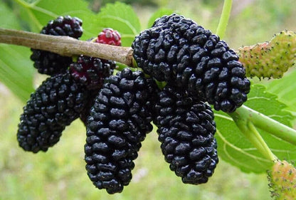 Live Plant - Dwarf Everbearing Mulberry Tree-Starter Plant- Morus nigra Plant Edible Fruit