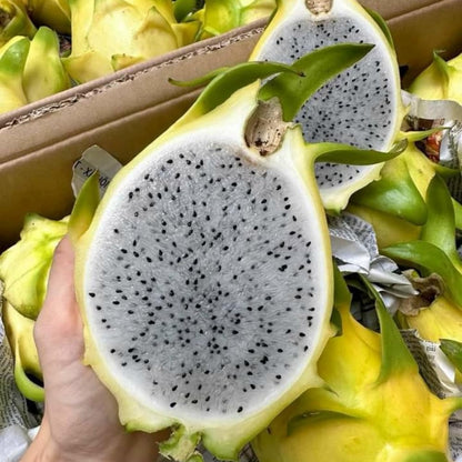 2 Yellow Dragon Fruit Tree Live Plant, 4 to 7 Inc, Live Dragon Fruit Plant, Sweet Fruit Plant Outdoor Garden, Without Pot