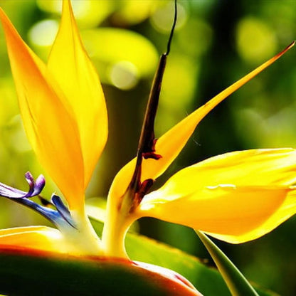Bird of Paradise Live Plant to Grow, 5 to 9 Inches Tall, Strelitzia Reginae Bird of Paradise, Tropical Outdoor Plant (Yellow Bird of Paradise)