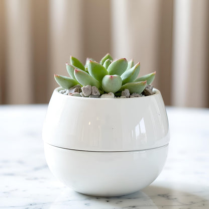 Willowy Small Succulent Pot (1 Pack) - Succulent Pots with Drainage Tray - Ceramic Plant Pots, Cactus/Succulent Planters, Small Flower Pot - No Succulents/Plants Included