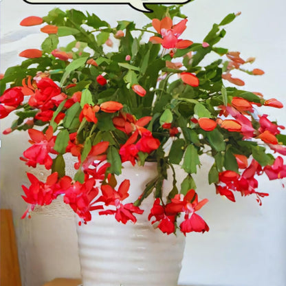Christmas Cactus Plant Live, Holiday Cactus Live Plant, Hanging Baskets Houseplants, 4 Inc Potted (Red)