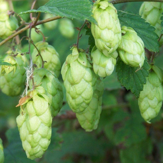 Palm Beach Medicinal Herbs - Hops (Humulus lupulus) - Packet of 30 Seeds