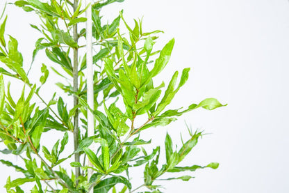 Willow Oak - Size: 4-5 ft, Live Plant, Includes Special Blend Fertilizer & Planting Guide