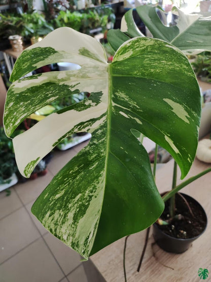 70pcs Variegated Monstera Seeds – Green & White Tropical Foliage Plant Seeds for Planting, Easy to Grow Indoor & Outdoor Houseplant, Decorative Jungle Vibe Seeds for Home or Garden