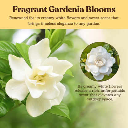 My Shelfie – Gardenia Jasminoides ‘Veitchii’, 1-Gallon Live Fragrant White Flowering Evergreen Shrub for Outdoor Garden, Patio Containers, and Landscape Planting (2)