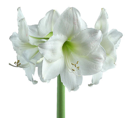 Stella Maris Amaryllis Bulb - Bare Root - Stunning White Blooms with Slightly Ruffled Petals - Easy to Grow Indoor or Outdoor Flowering Plant