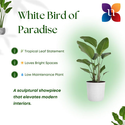 United Nursery White Bird of Paradise Bundle 2-Pack Large 32-36 inches Tall Live Indoor Tropical Plants 10-Inch Plant Pot, Strelitzia Nicolai Air Purifying Floor Plants for Office and Home Decor