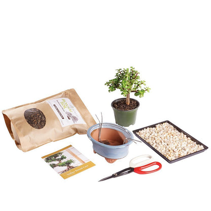 Brussel's Bonsai - Live Dwarf Jade Bonsai Tree Starter Kit with Ceramic Bonsai Pot & Bonsai Soil, Indoor Bonsai Plant Kit, Easy Care Houseplant for Beginners (Green)