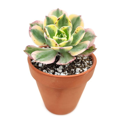 Aeonium Sunburst Copper Pinwheel - Live Succulent Plant, 4 Inch Pot, Variegated Green Yellow Rosette Leaves with Pink Edges, Easy to Care Plant for Home Garden Decor, Plant Gifts (Plastic Pot, 4 Inch)