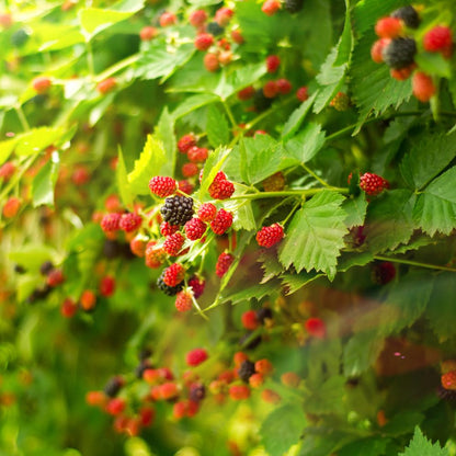 Pack 2 Thornless Boysenberry Plant, Boysenberry Plants Live for Planting, Fruit Tree Seedlings 4-6 Inches Tall, Fast Growing and Sweet Berries for Edible Garden