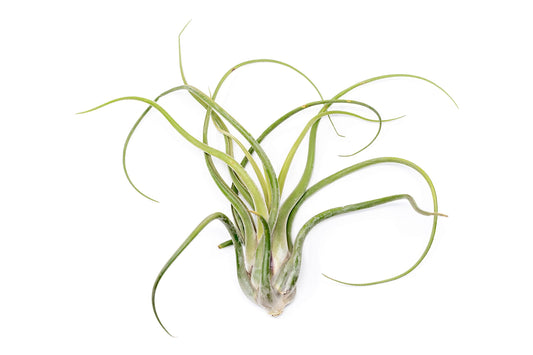 Air Plant Shop 3 Pack XL Tillandsia Caput Medusae Air Plant - Live Tillandsia - Easy Care Indoor and Outdoor House Plants (Pack of 3)