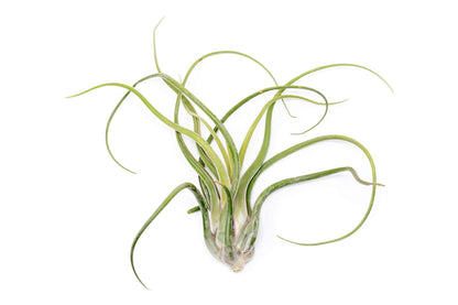 Air Plant Shop XL Tillandsia Caput Medusae Air Plants - Live Tillandsia - Easy Care Indoor and Outdoor House Plants (Pack of 1)