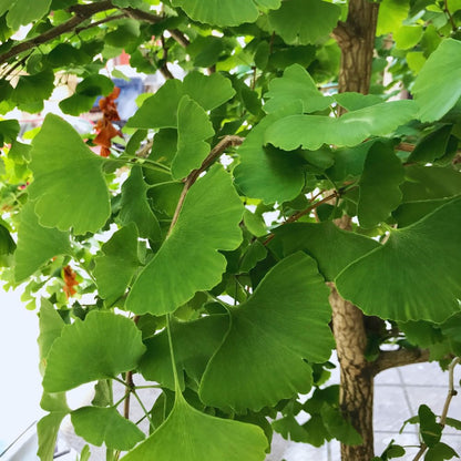 Set of 2 Ginkgo Plants Live Bare Roots, 6-12 Inches Tall, Ginkgo Biloba Trees for Garden, Patio, or Indoor Decoration
