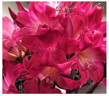 Naked Ladies Amaryllis Belladonna - 3 Pink Bulbs - Stunning Blooms for Outdoor Gardens - Easy-to-Grow Perennial Flowering Plant