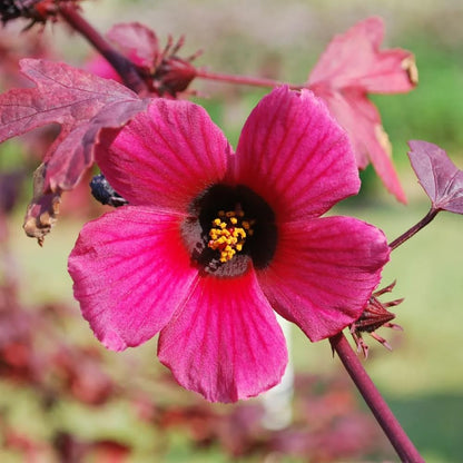 Pack 2 Cranberry Hibiscus Plants Live, 4-8 Inches Tall, Edible Ornamental Plant, Red Hibiscus Flowers