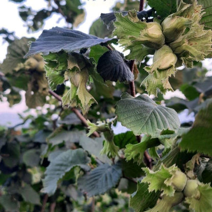 American Hazelnut Tree Live Plant, 2-3 Feet Tall, Edible Hazelnut Tree Plant in 3 Gallon Pot, No Shipping CA