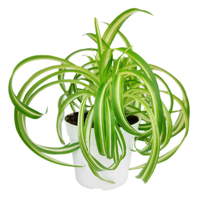 Curly Spider Plant 'Bonnie' (4" Grower Pot) - Healthy Houseplant - Easy Care Indoor Houseplant, Fully Rooted in 2/4/4.5/5/6 inch Sizes