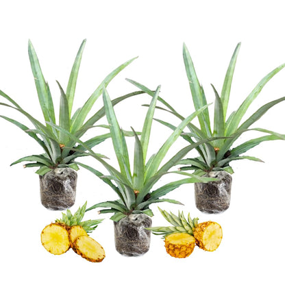 3 Sugarloaf Pineapple Plants Live, 5-9 Inch Tall, Tropical Pineapple Fruit Tree Seedlings for Planting