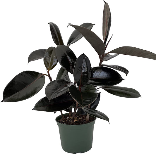 Burgundy Rubber Tree Plant - Ficus - 6" Pot