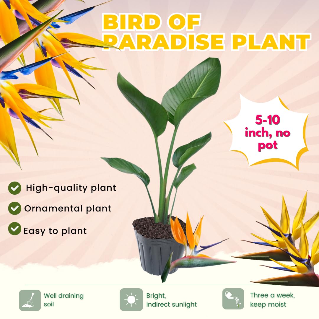 Bird of Paradise Plant Live for Planting, 5 to 10 Inches Tall, Tropical Strelitzia Reginae Bird of Paradise Live Plant (Yellow Bird of Paradise)