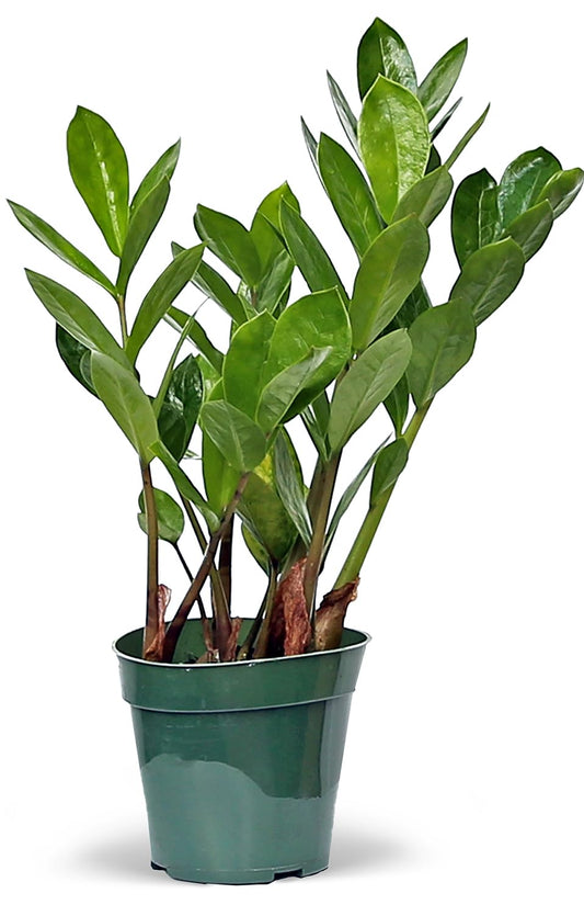 Live Zamioculcas Zamiifolia, ZZ Plant, Christmas Gift Houseplant, Birthday Good Luck Tree Gift, Plant Lover Gift, Indoor Potted Plant, Evergreen Plant Gift in 4" Pot