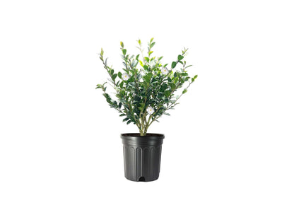 Camellia Sasanqua Mine-No-Yuki I 3 Extra Large Trade 3 Gallon Plants I White Flowering Snow-White Blooms, Live Plant for Gardens & Landscapes, Winter Blooming Elegance for Year-Round Greenery