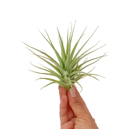 ragnaroc Air Plants - Flowering Tillandsia Lilla Lilac, Large 5" - 3ct - Live Arrival Guaranteed - House Plants for Home Decor & Gift