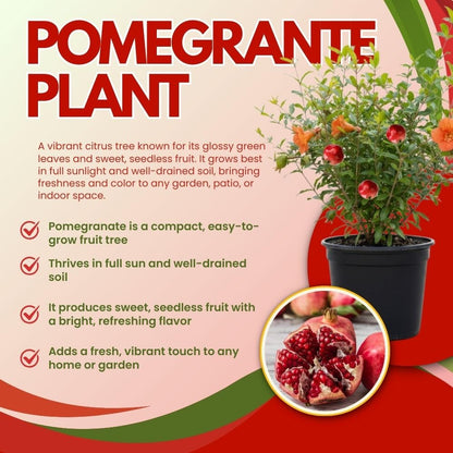 Live Sweet Pomegranate Plant, Red Pomegranate Plants Live Tree 8 to 10 Inches Tall, Pomegranates Fruit Tree, Well Rooted, 4 Inches Pot Plants