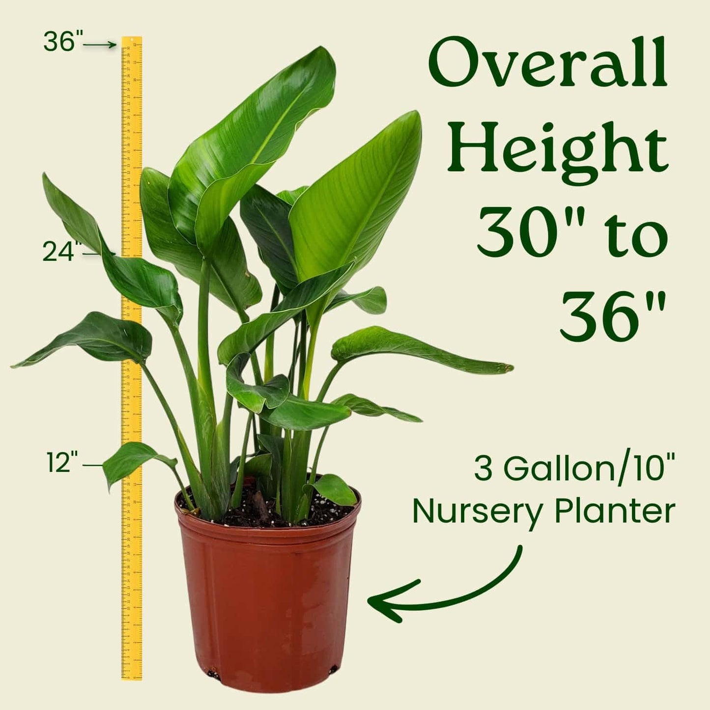 White Bird of Paradise Plant - Live Tropical Foliage Plant - Overall Height 30" to 36" - Tropical Plants of Florida (Plant + Fertilizer)