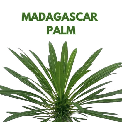BubbleBlooms Madagascar Palm, Pachypodium Lamerei, in a 4 inch Pot