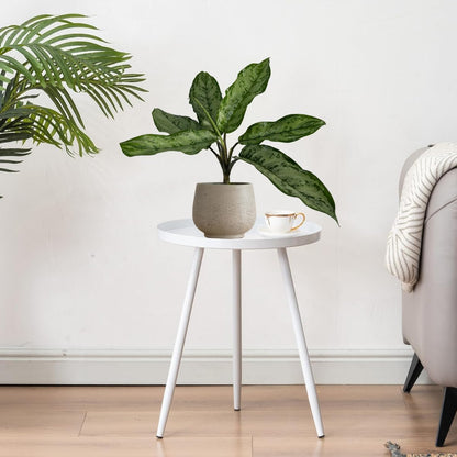 LEAL PLANTS ECUADOR Aglaonema Silver| Stunning Chinese Evergreen Houseplants |Low-Light Indoor Décor | Easy Care Air-Purifying Plants |Perfect for Home & Office Spaces