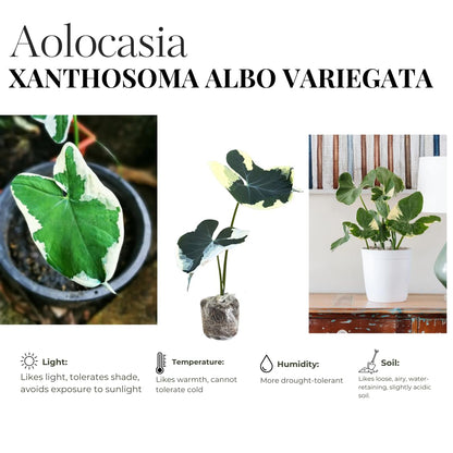 Colocasia Elephant Ears Live Plant, Alocasia Plant, Esculenta Taro Live Houseplant, 5-7 Inc Tall (Variegated)
