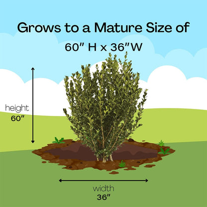Boxwood Wintergreen, 1 Gallon