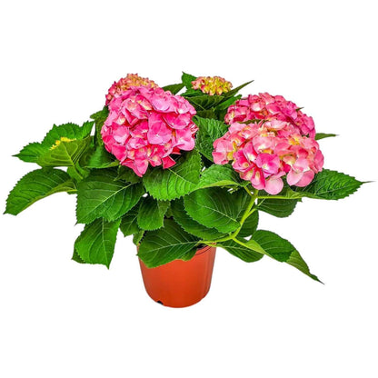 Live Plant Hydrangea Pink Merritt Supreme - Tropical Plants of Florida - 20 inch to 24 inch Overall Height (Plant Only)
