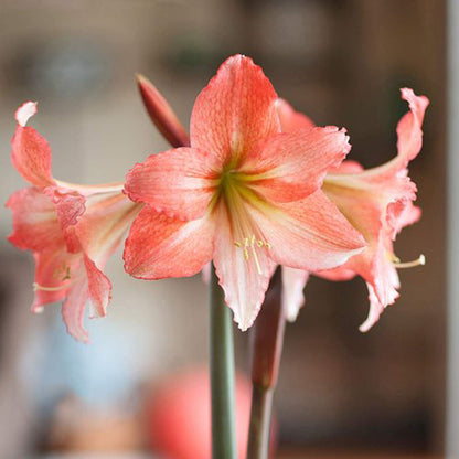 UtopiaSeeds Tinkerbell Amaryllis Bulb - Peach Amaryllis - One Large Bare Root Bulb