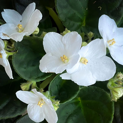 African Violet Live Plant Houseplant in 4" Pot, Blooming Indoor Plant for Home or Office with Vibrant Flowers (White African Violet)