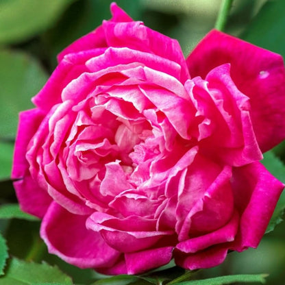 Fragrant Climbing Rose Live Plant, Well Rooted 5-9" Tall, No Leaf, Indoor Outdoor Climber, Rose Bush, Hybrid Tea Rose Like (Deep Red Pink)