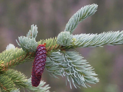 Weeping ENGELMANN Spruce - Picea engelmannii 'Bushes Lace' Live Plant