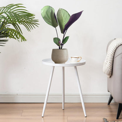 LEAL PLANTS ECUADOR Calathea Silver Plate(Pack of 2) Fascinating Leaf Movement, Easy Care Tropical Houseplant, Air-Purifying, Ideal for Home & Office Decor, Unique Living Plant Gift