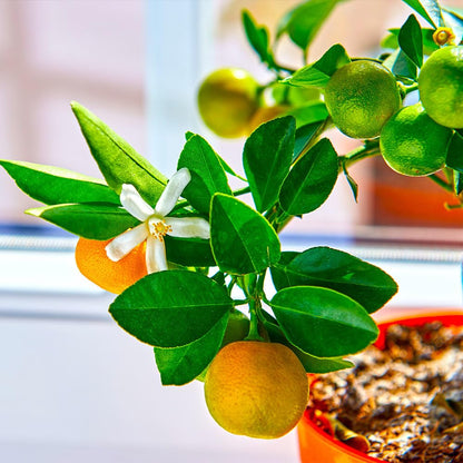 Brighter Blooms - Calamondin Bush, 1 Gallon - No Shipping to AK, AL, AZ, CA, FL, GA, HI, LA, MS, OR, TX