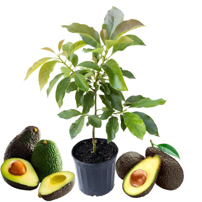 HASS Avocado Tree Live Plant in 3 Gallon Pot, 1-2 Feet Tall, High-Yield Grafted Avocado Fruit Tree for Planting, No Ship to CA, Very Hardy