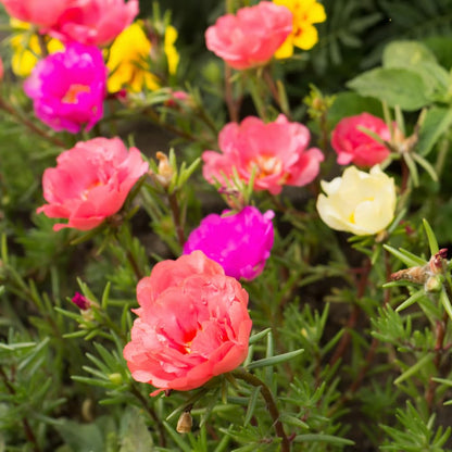 Set 2 Portulaca Plants, Portulaca Moss Rose Plants Live, 4-6 inch Flower Clump Groundcover Mix Color Flowers Plant