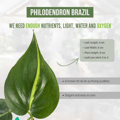 LEAL PLANTS ECUADOR Philodendron Brazil (Pack of 2)|Golden Pothos Brazil| Jade Pothos Brazilian Live Houseplants, Perfect for Home Decor, Unique Gift for Plant Lovers