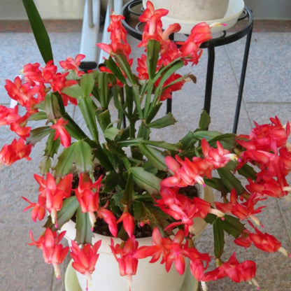 Christmas Cactus Plant Live, Holiday Cactus Live Plant, Hanging Baskets Houseplants, 4 Inc Potted (Red)